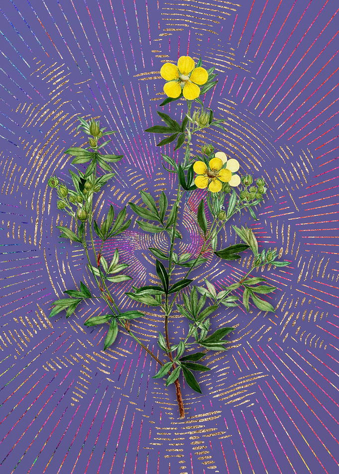 Yellow Buttercup Flowers