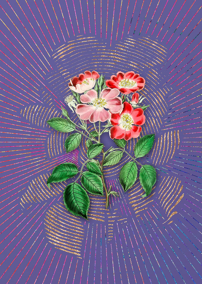 Violet Rose Clare Flower
