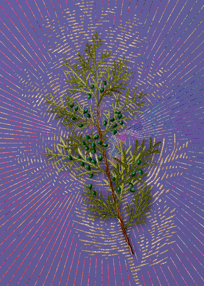 Violet Virginian Juniper