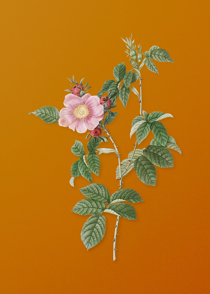 Big Flowered Dog Rose