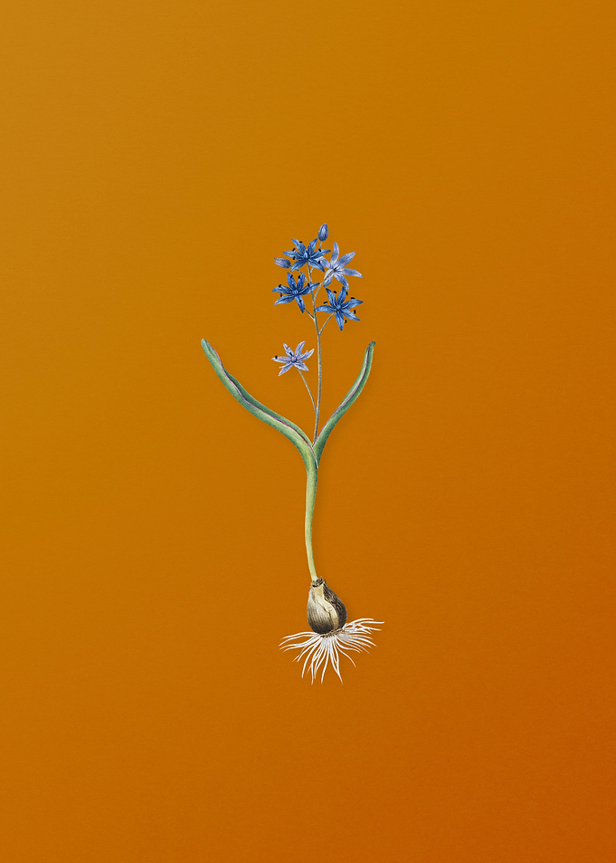 Vintage Alpine Squill