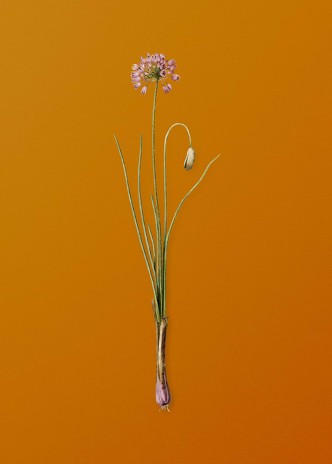 Vintage Autumn Onion