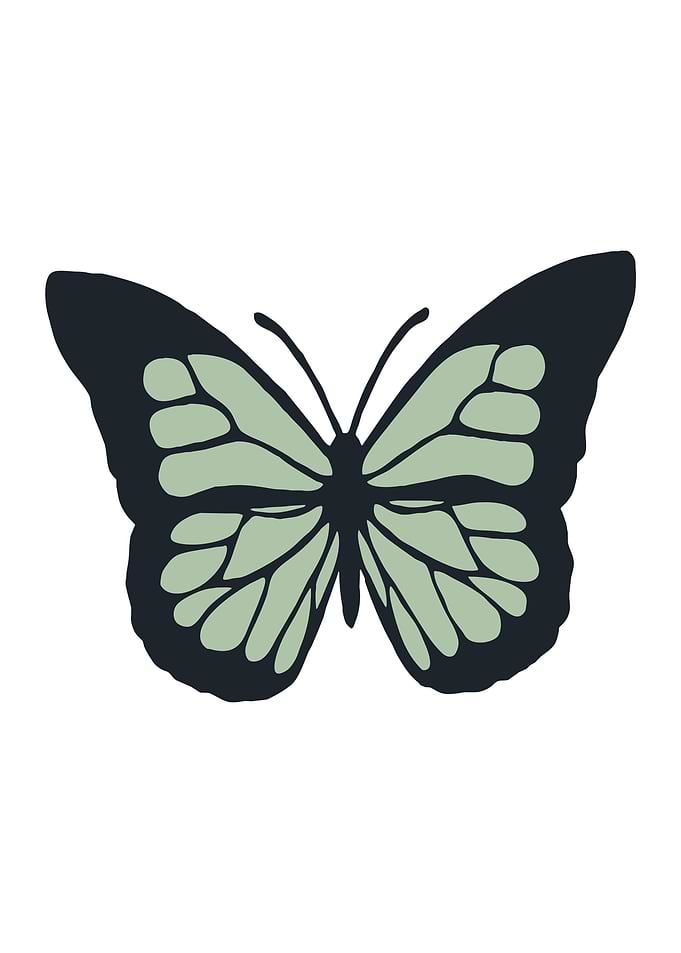 butterfly