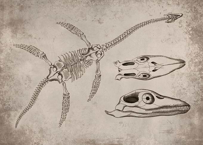 Plesiosaurus Fossil