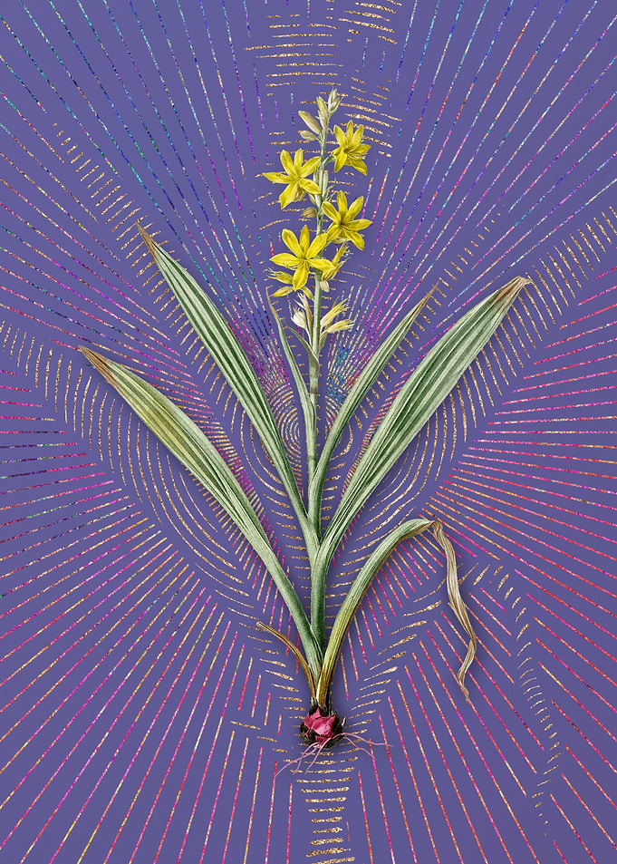 Wachendorfia Thyrsiflora
