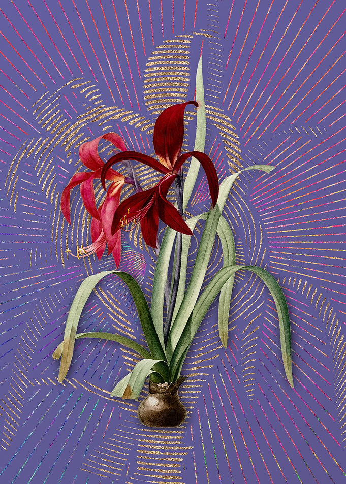 Violet Vintage Sprekelia