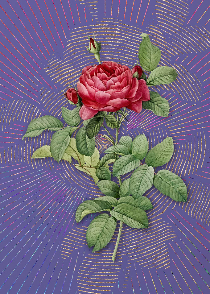 Violet Red Gallic Rose 2