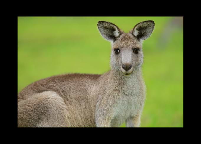 Kangaroo