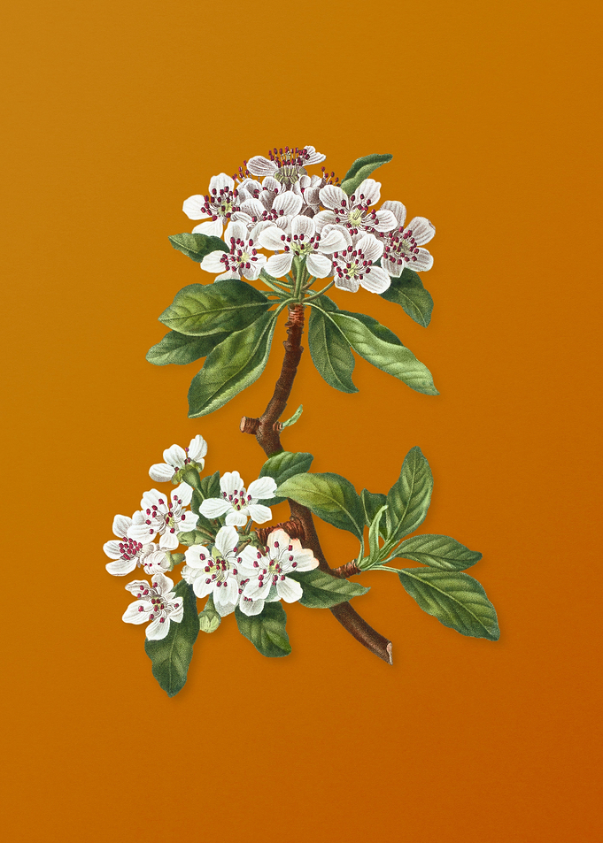 Vintage Almond Leaved Pear