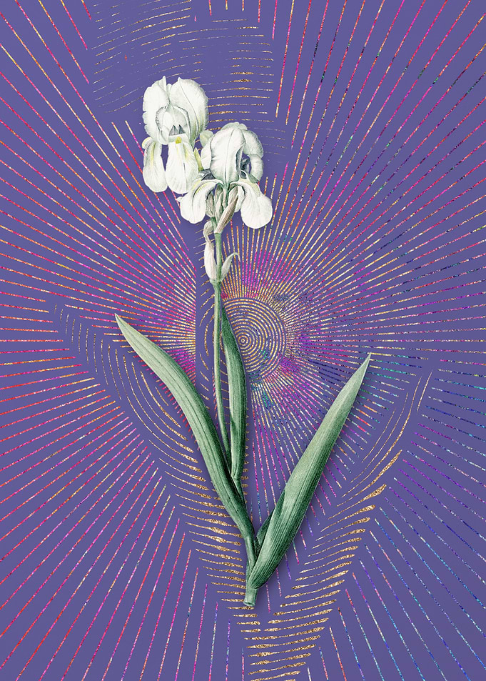 Violet Tall Bearded Iris
