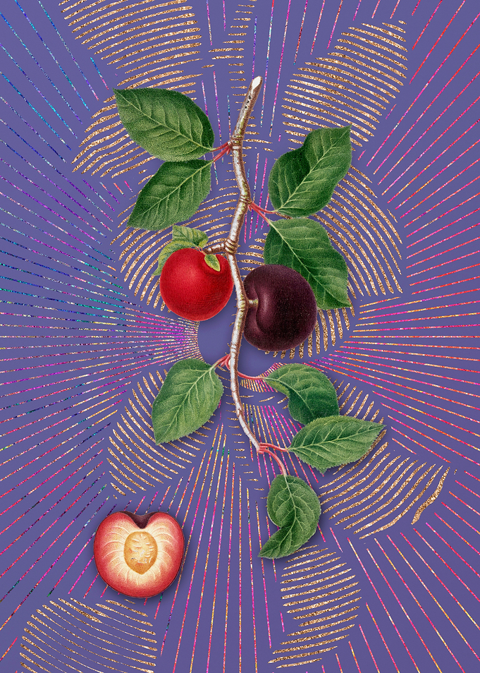 Violet Vintage Apricot 4