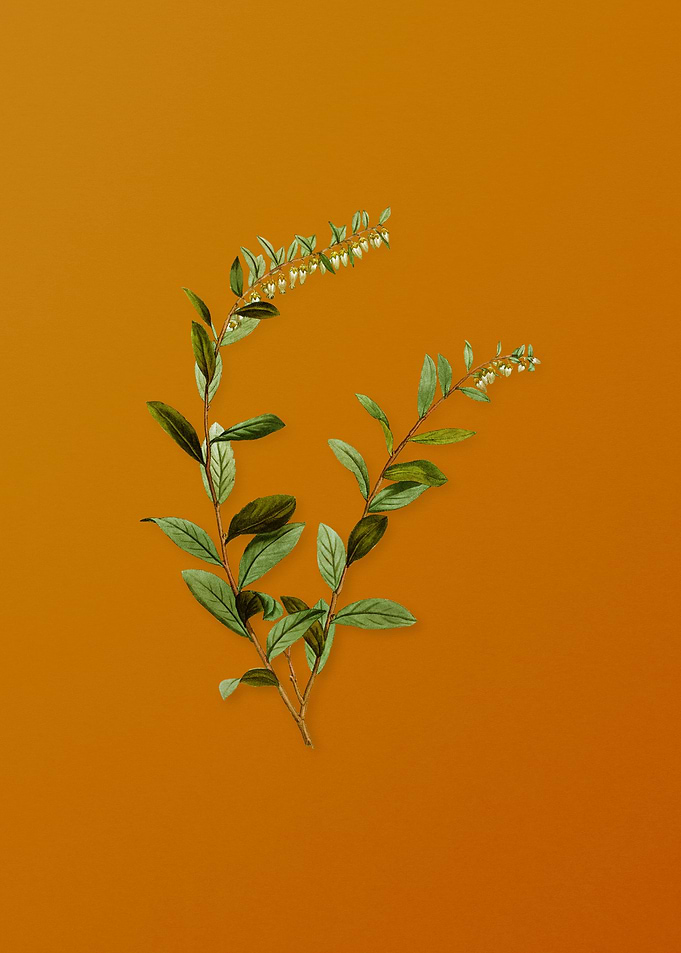 Andromeda Marginata Bloom
