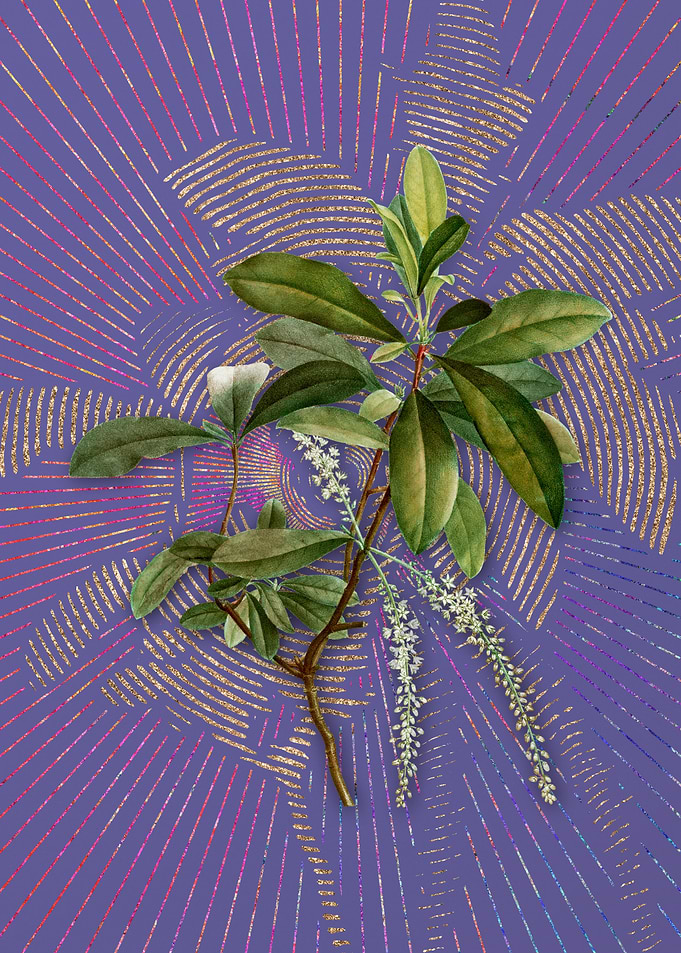 Violet Swamp Titi Leaves