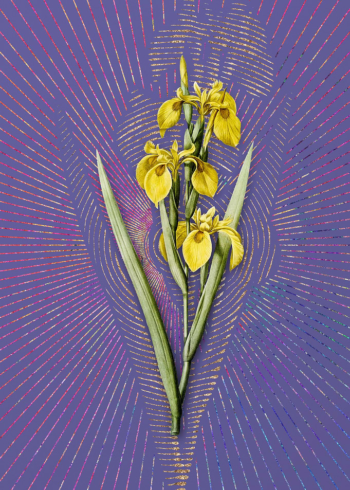 Violet Vintage Irises
