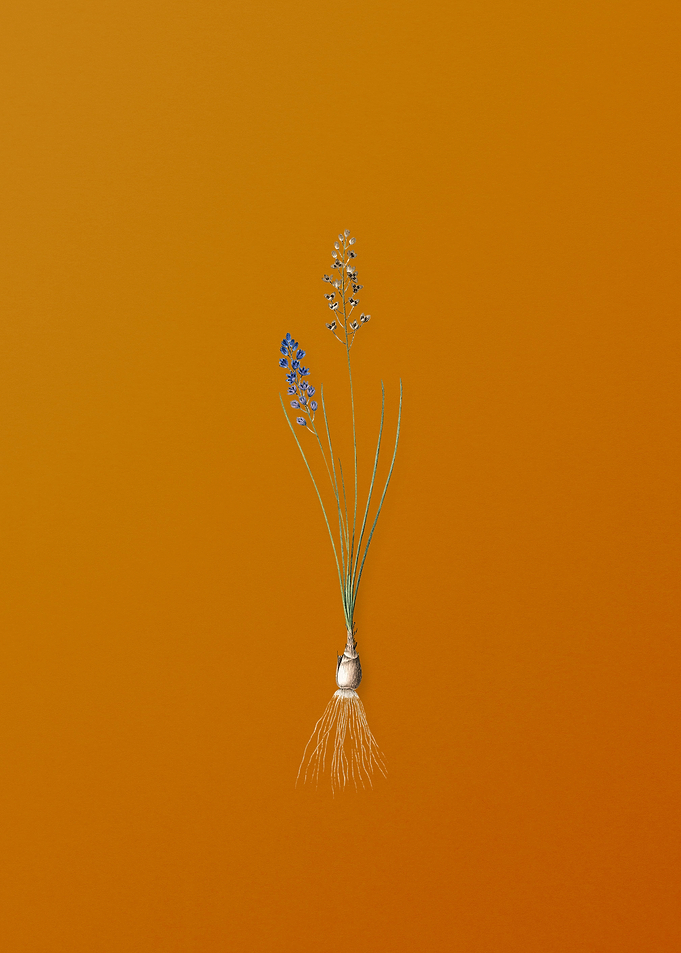 Vintage Autumn Squill