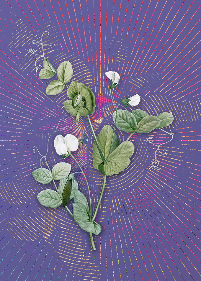 White Pea Flower Flora