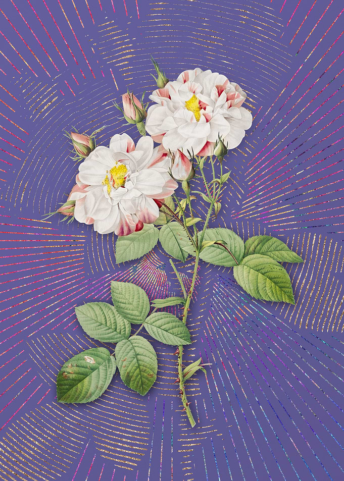Violet White Damask Rose