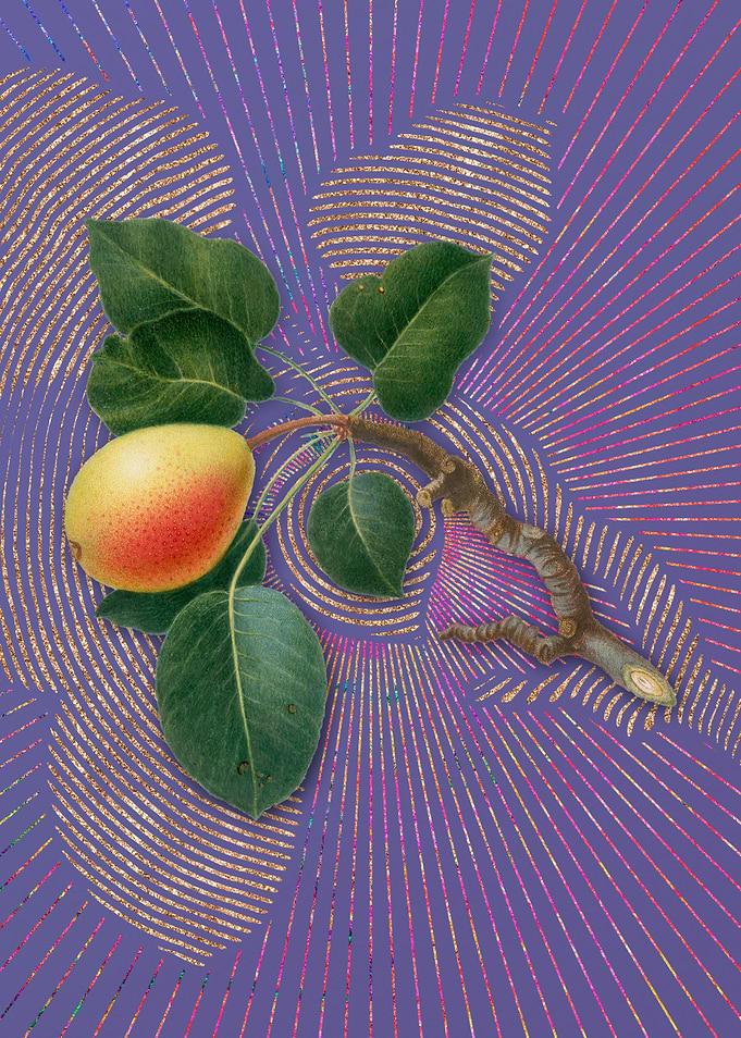 Violet Vintage Pear 2