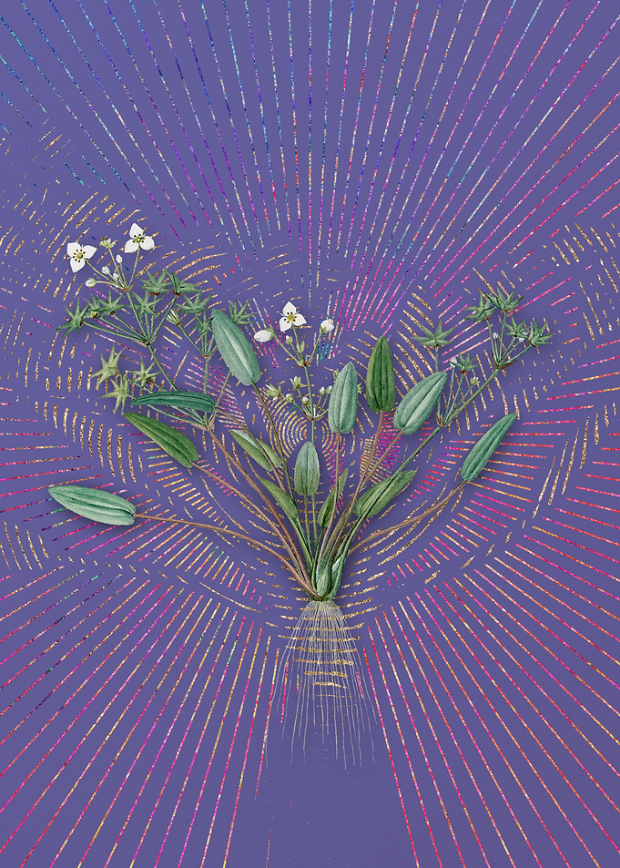 Violet Vintage Starfruit