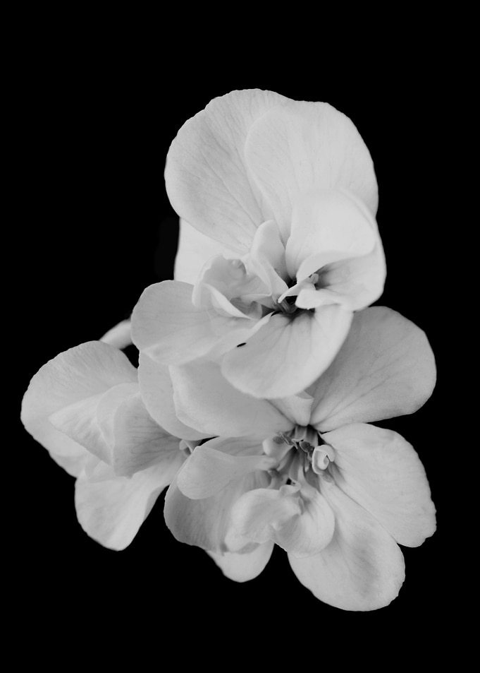 Geranium flower close up