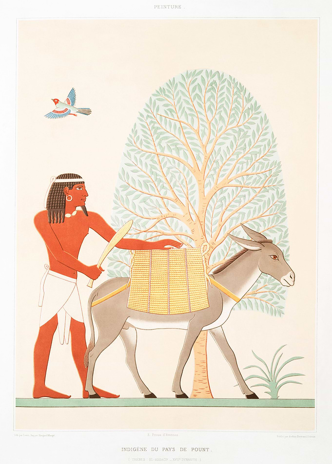 Native of the Land of Punt
