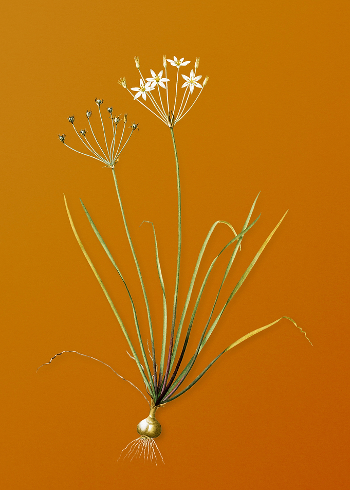 Vintage Allium Straitum