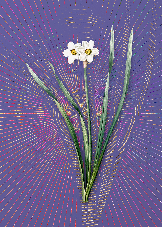 Violet Primrose Peerless
