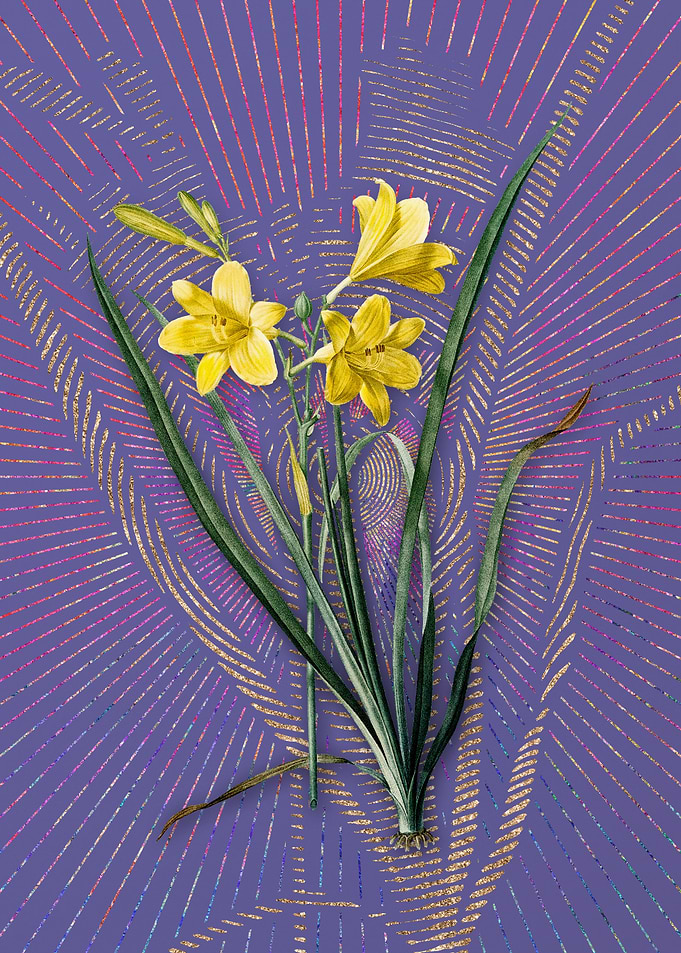 Violet Vintage Daylily 2