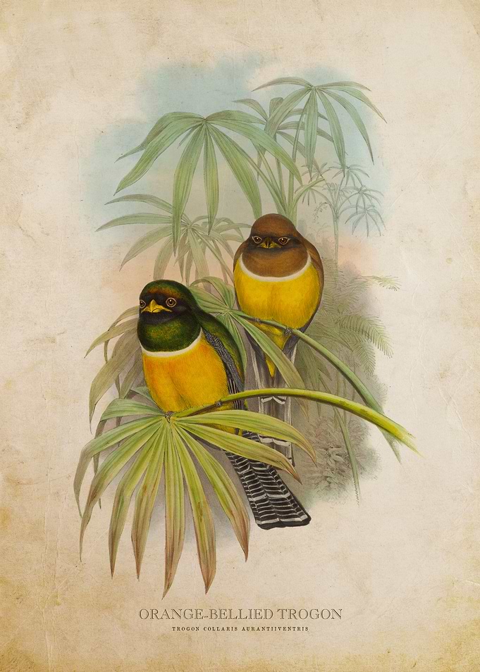 Orange Bellied Trogon