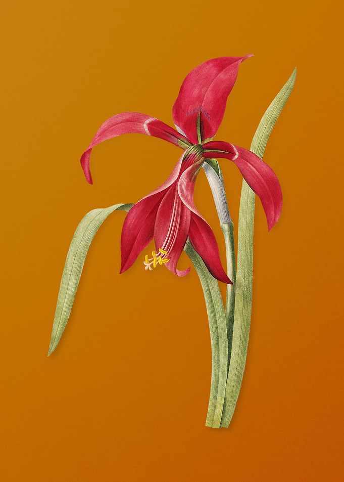 Vintage Amaryllis Flower
