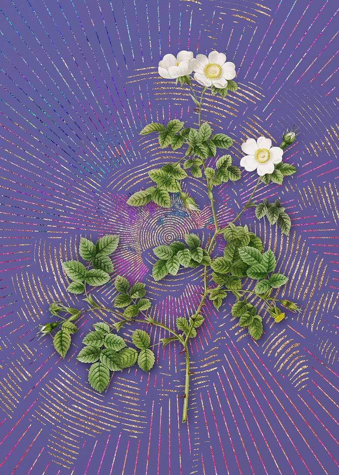White Sweetbriar Rose