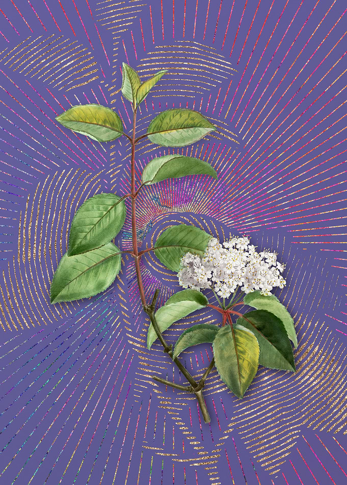 Violet Vintage Black Haw