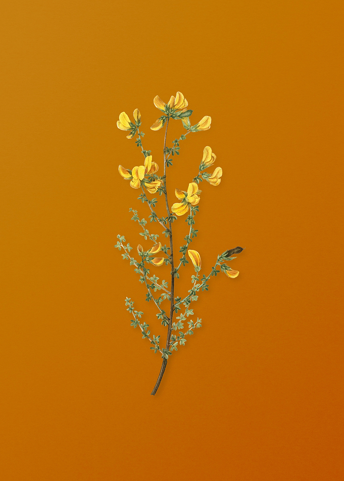 Vintage Adenocarpus Flower