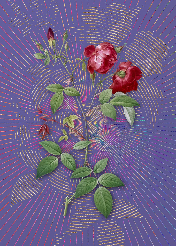 Violet Velvet China Rose