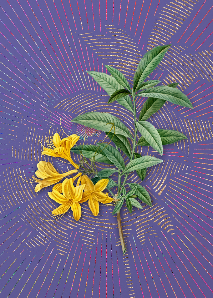 Vintage Yellow Azalea