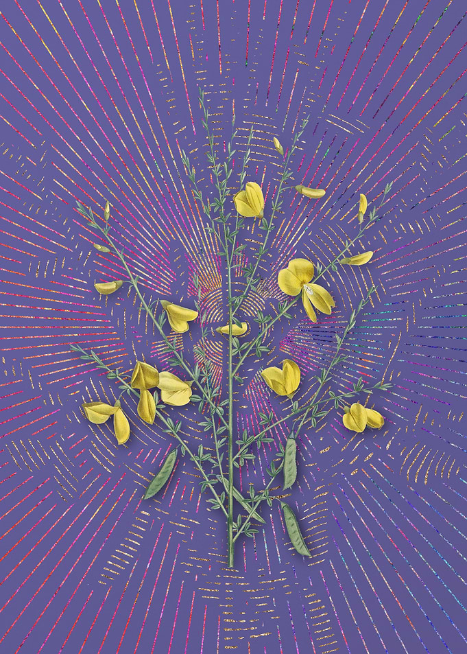 Yellow Broom Flowers Art
