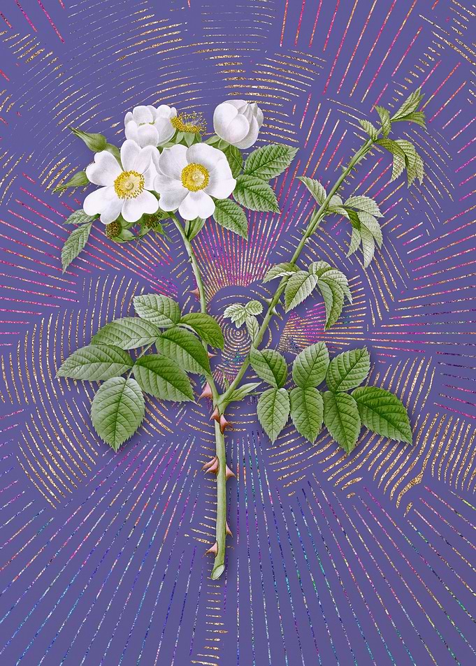 White Flowered Rose Purple
