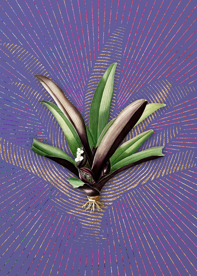 Violet Vintage Boat Lily
