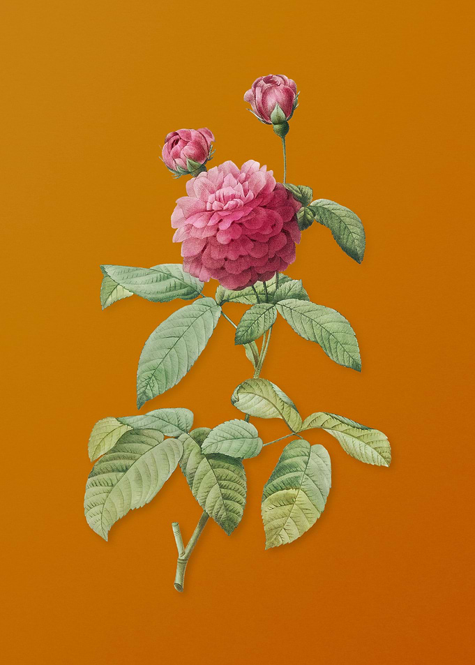 Agatha Rose in Bloom
