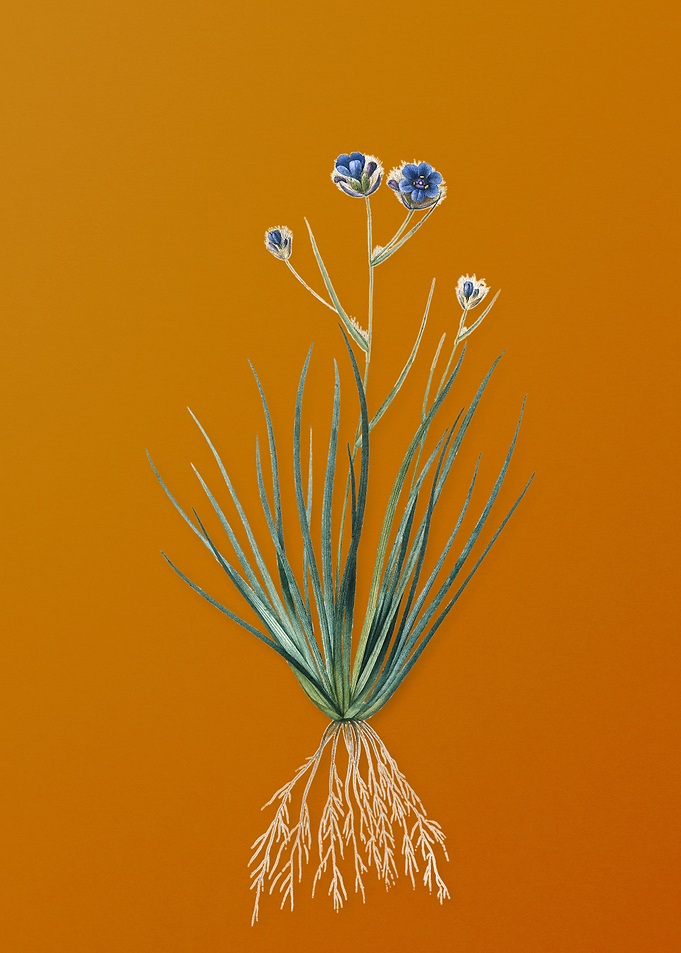 Vintage Blue Corn Lily
