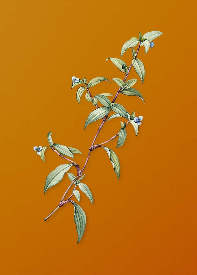 Vintage Birdbill Dayflower