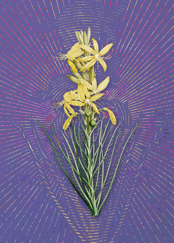 Violet Yellow Asphodel 2