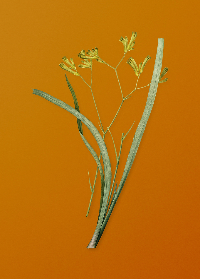 Anigozanthos Flavida