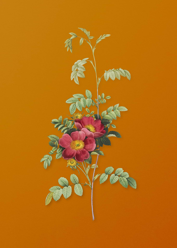 Vintage Alpine Rose Flower