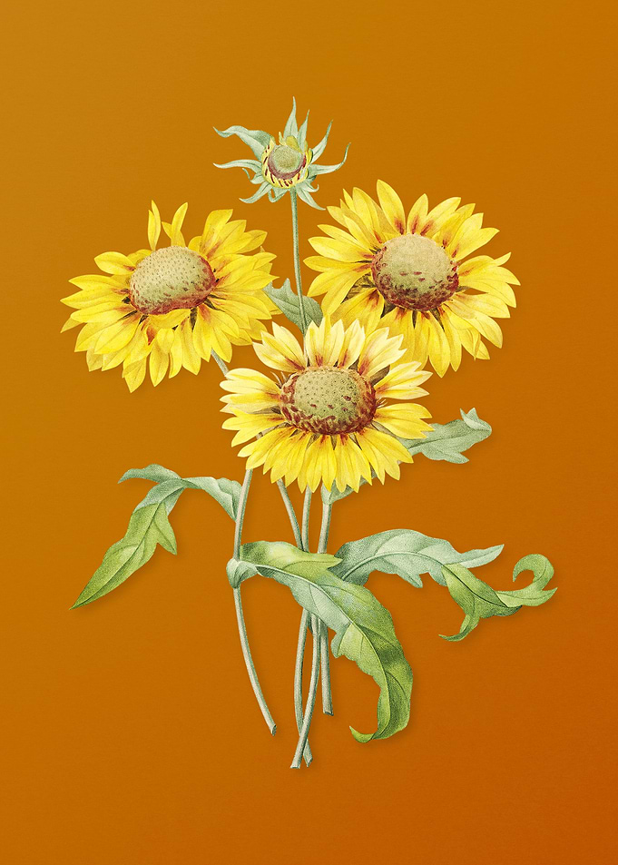 Vintage Blanket Flowers