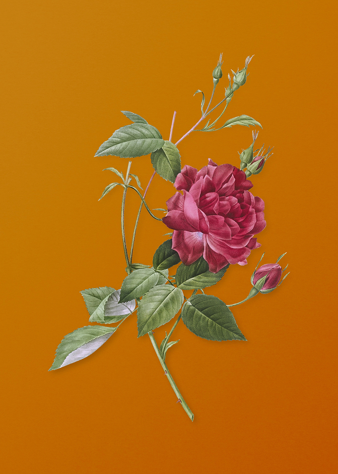 Blood Red Bengal Rose