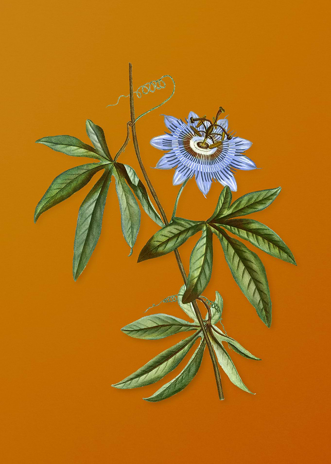 Vintage Blue Passionflower