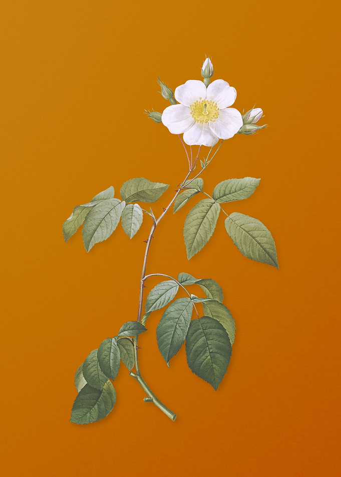 Big Leaved Climbing Rose