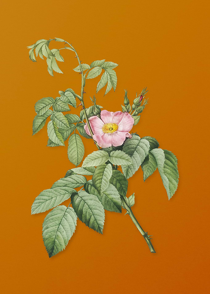 Vintage Apple Rose Flower