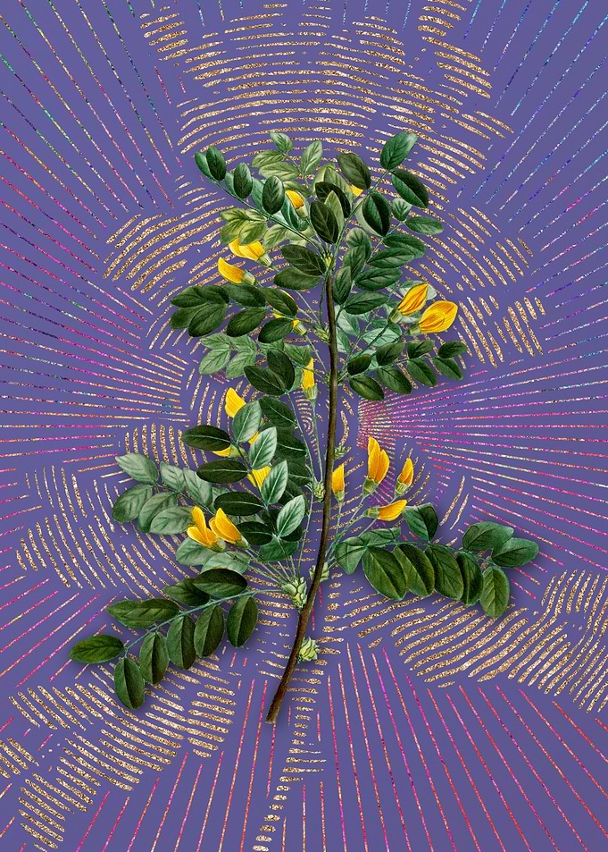 Violet Siberian Pea Tree